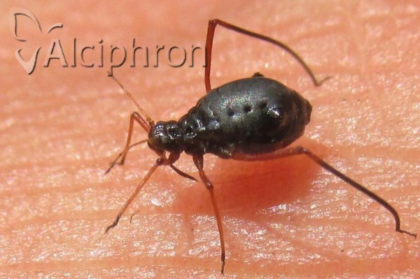 Cinara curvipes