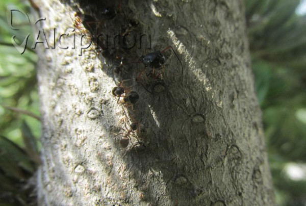 Cinara curvipes