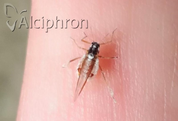 Cinara pilicornis