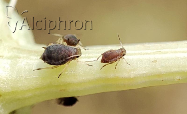 Dysaphis foeniculus