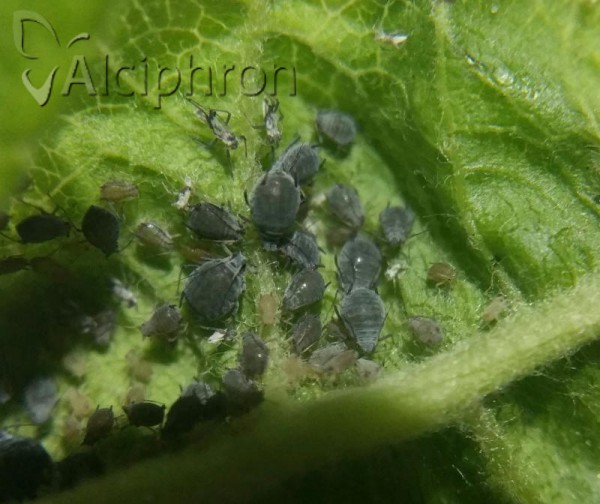 Dysaphis plantaginea