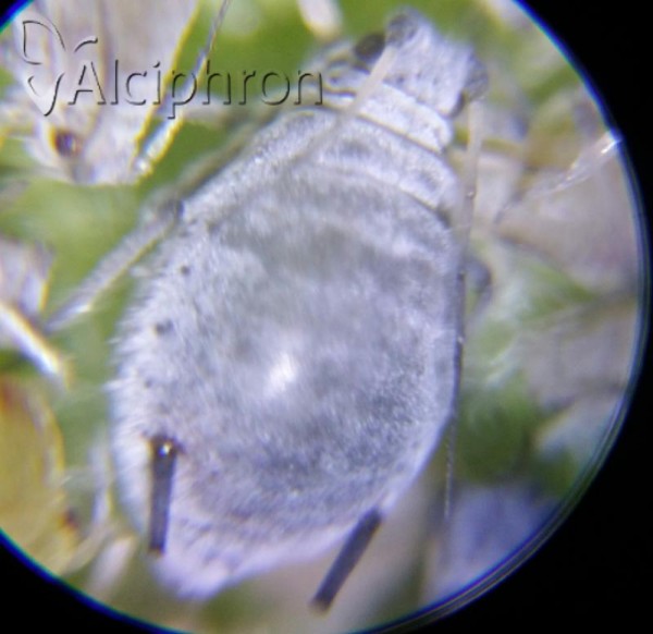 Dysaphis plantaginea