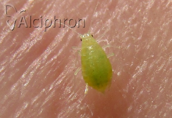 Liosomaphis berberidis