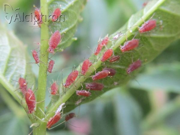 Macrosiphum rosae