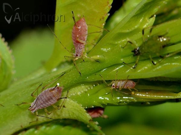 Macrosiphum rosae