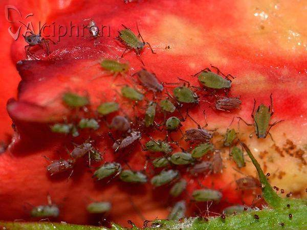 Macrosiphum rosae