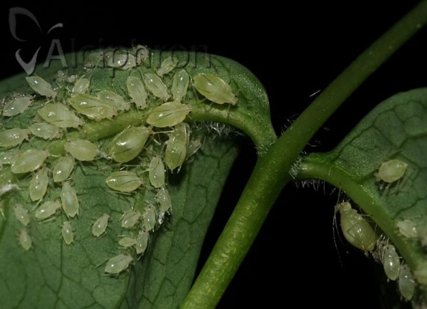 Rhopalosiphoninus staphyleae