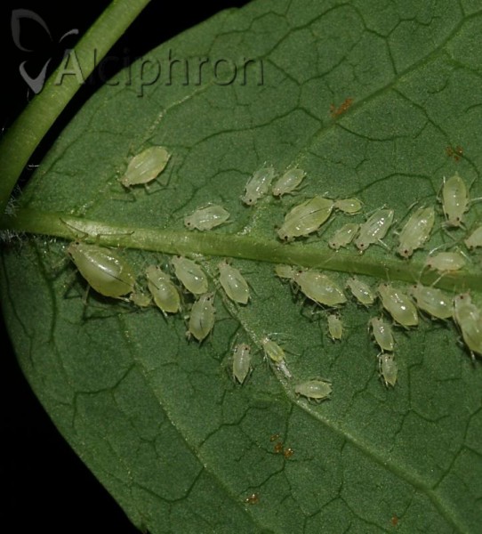 Rhopalosiphoninus staphyleae