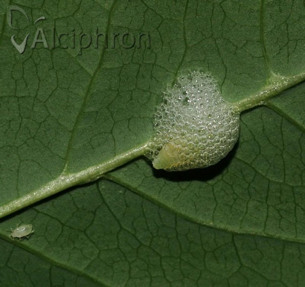Rhopalosiphoninus staphyleae
