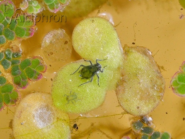 Rhopalosiphum nymphaeae