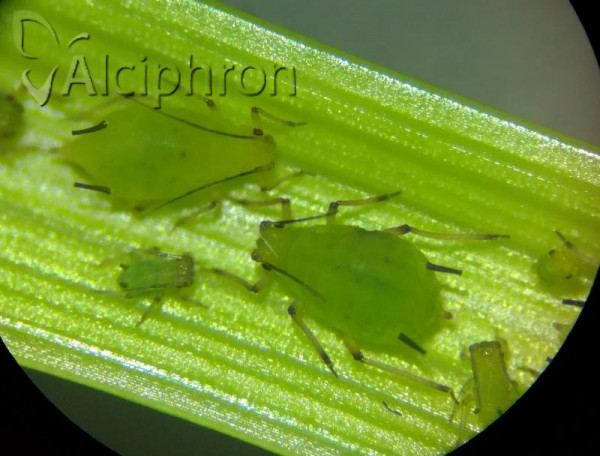 Schizaphis wahlgreni