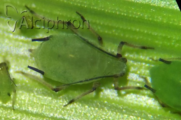 Schizaphis wahlgreni