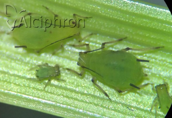 Schizaphis wahlgreni
