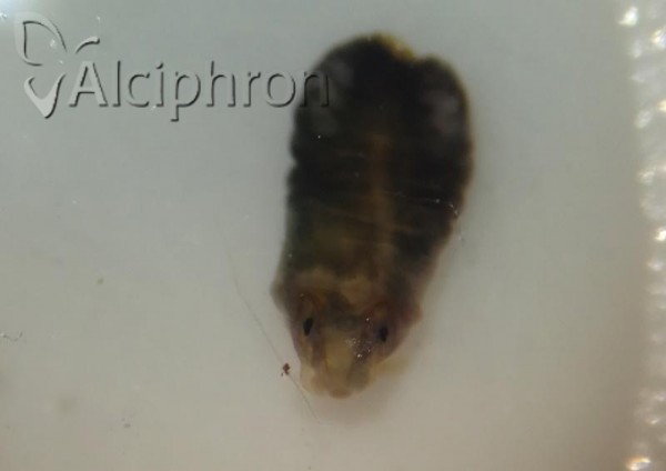 Stomaphis graffii