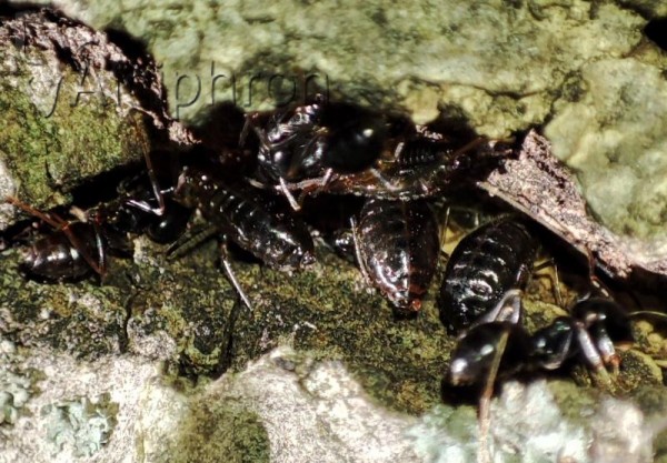Stomaphis mordvilkoi