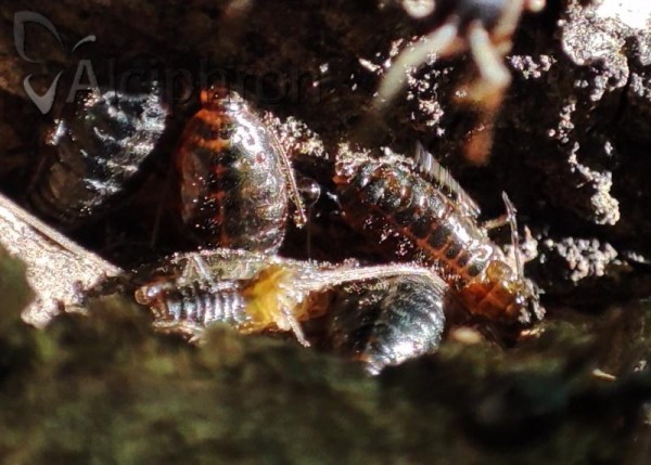 Stomaphis mordvilkoi