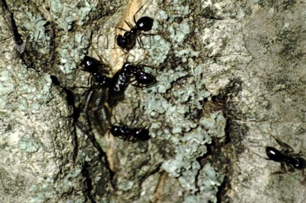 Stomaphis mordvilkoi