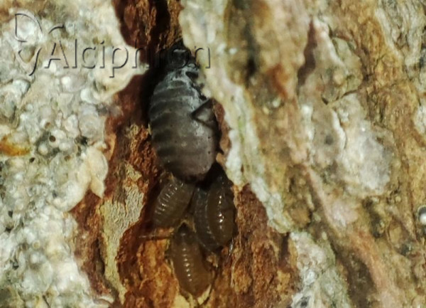 Stomaphis radicicola