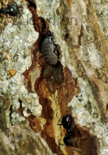 Stomaphis radicicola