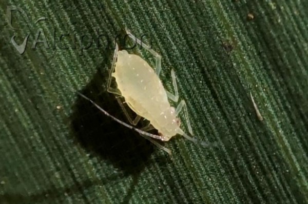 Takecallis arundinariae