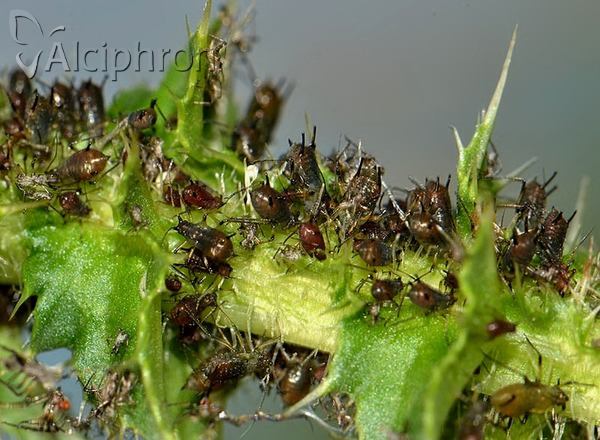 Uroleucon hypochoeridis