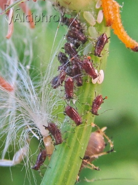 Uroleucon hypochoeridis