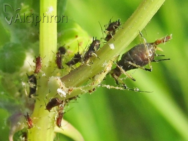 Uroleucon hypochoeridis