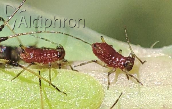 Uroleucon murale