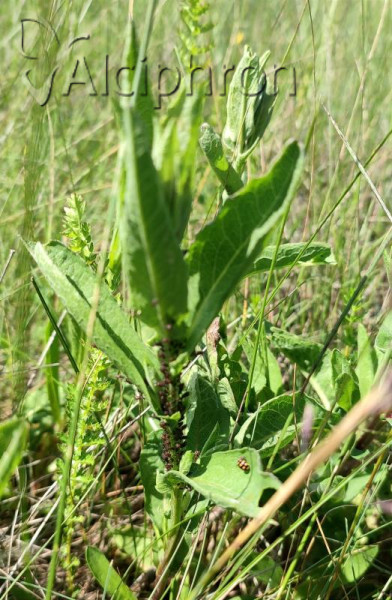 Uroleucon jaceae