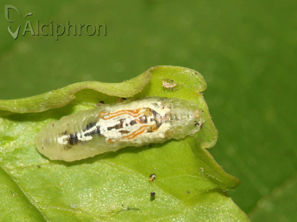 Episyrphus balteatus
