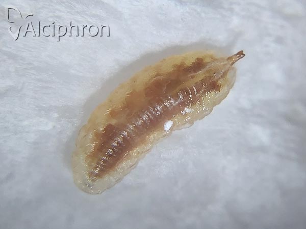 Heringia heringi