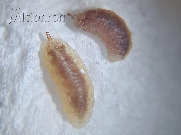 Heringia heringi