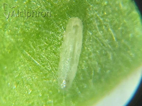Melanostoma mellinum