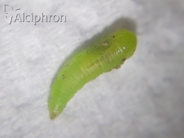 Melanostoma mellinum
