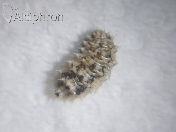 Paragus pecchiolii