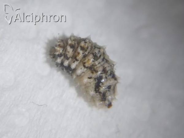 Paragus pecchiolii
