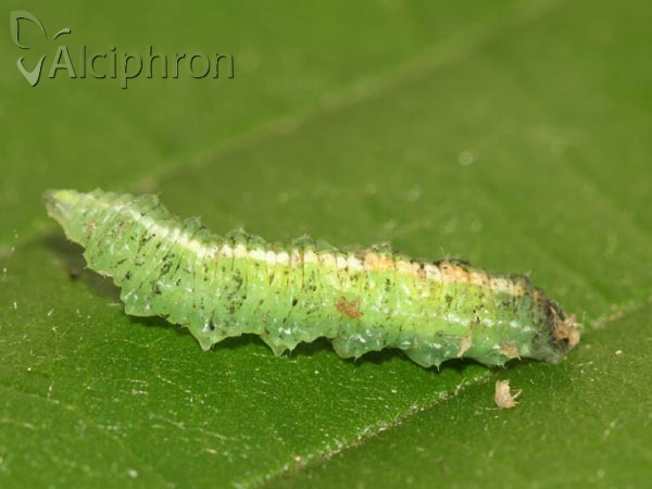 Scaeva dignota