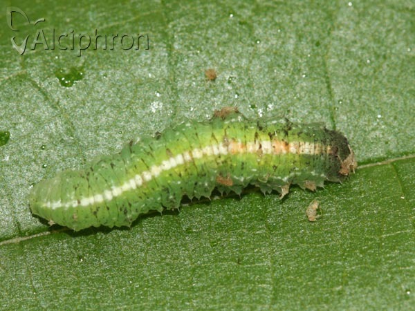 Scaeva dignota