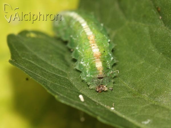 Scaeva dignota