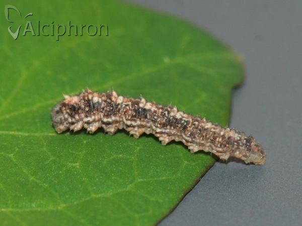 Scaeva selenitica