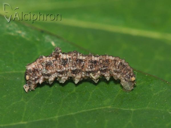 Scaeva selenitica