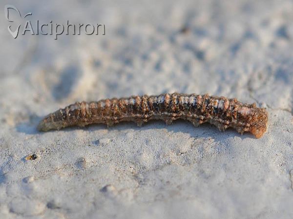 Scaeva selenitica