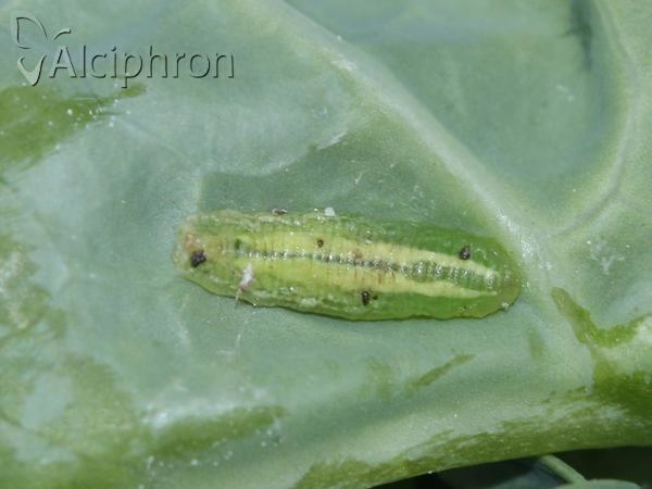 Sphaerophoria scripta