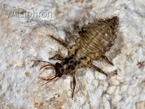 Cunctochrysa albolineata