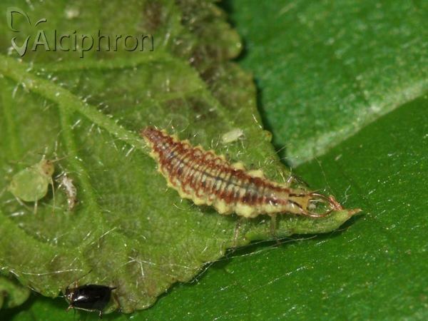Chrysoperla carnea