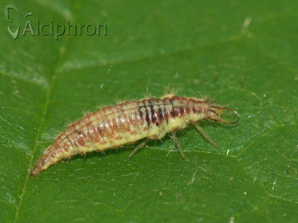 Chrysoperla carnea