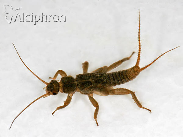 Nemoura cinerea