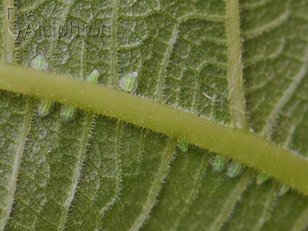 Homotoma ficus
