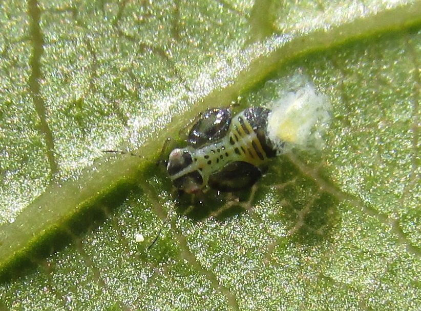 Cacopsylla pulchella