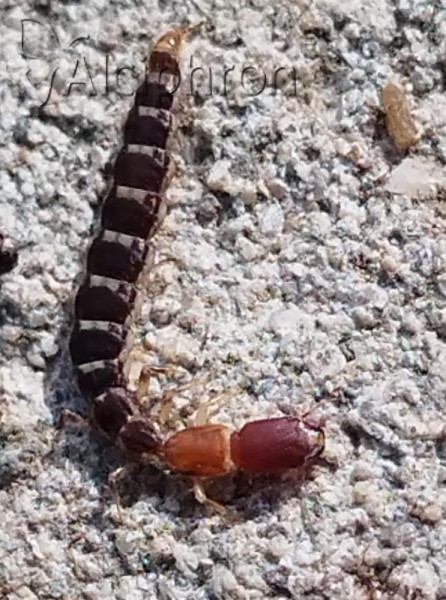 Parainocellia braueri